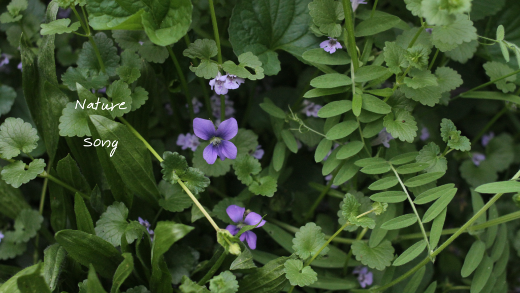 NATURE_SONG_1_diana_sette NATURE_SONG_1_diana_sette