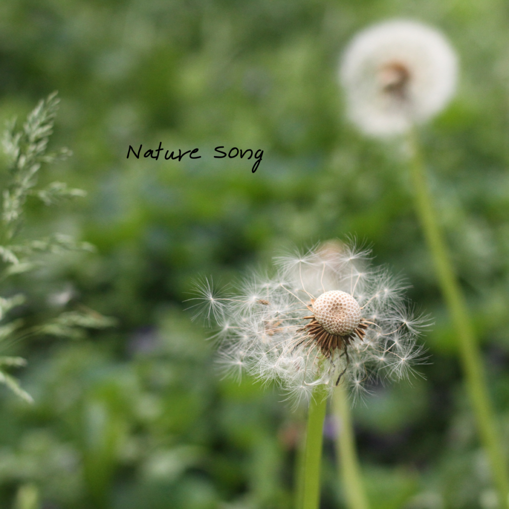 NATURE_SONG_2_diana_sette